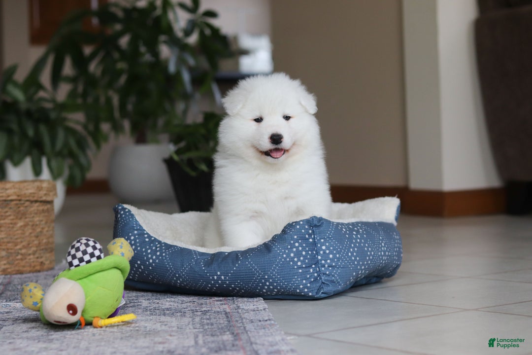 Samoyed dogs for sale: Hank - Ad 15