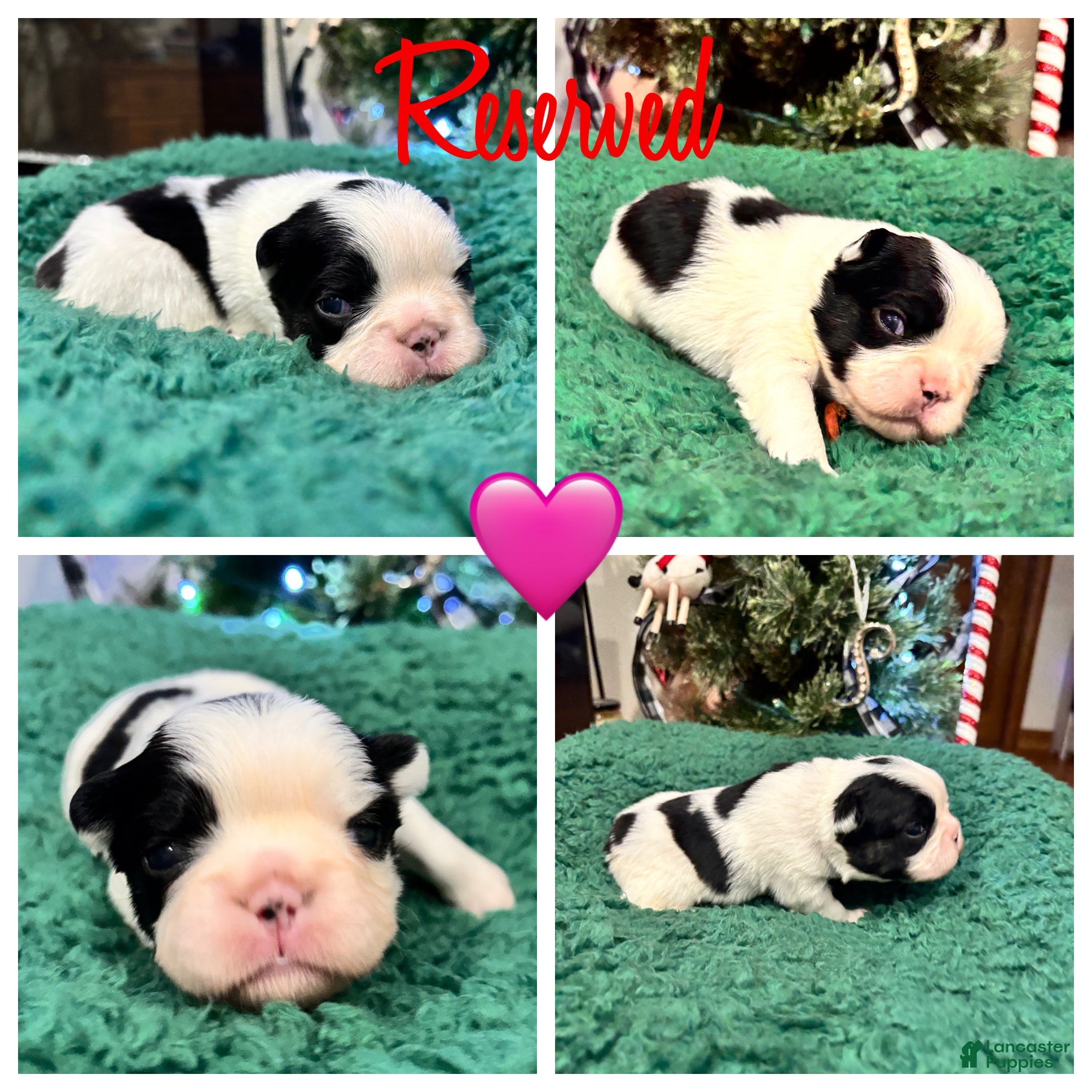 French Bulldog dogs French Bulldog Puppy 8 - Ad 1