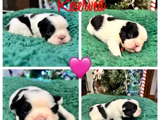 French Bulldog dogs French Bulldog Puppy 8 - Ad 4