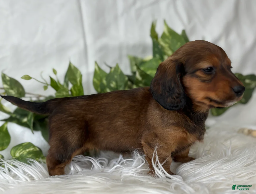 Miniature Dachshund dogs for sale: Star Girl Miniature Dachshund  - Ad 9