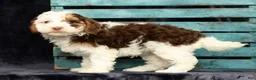 Cavapoo dogs for sale: Wendy - Ad 9