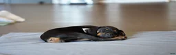 Rottweiler dogs for sale: Amiri - Ad 6