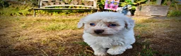 Havapoo dogs for sale: Melody-Sale!!! - Ad 5