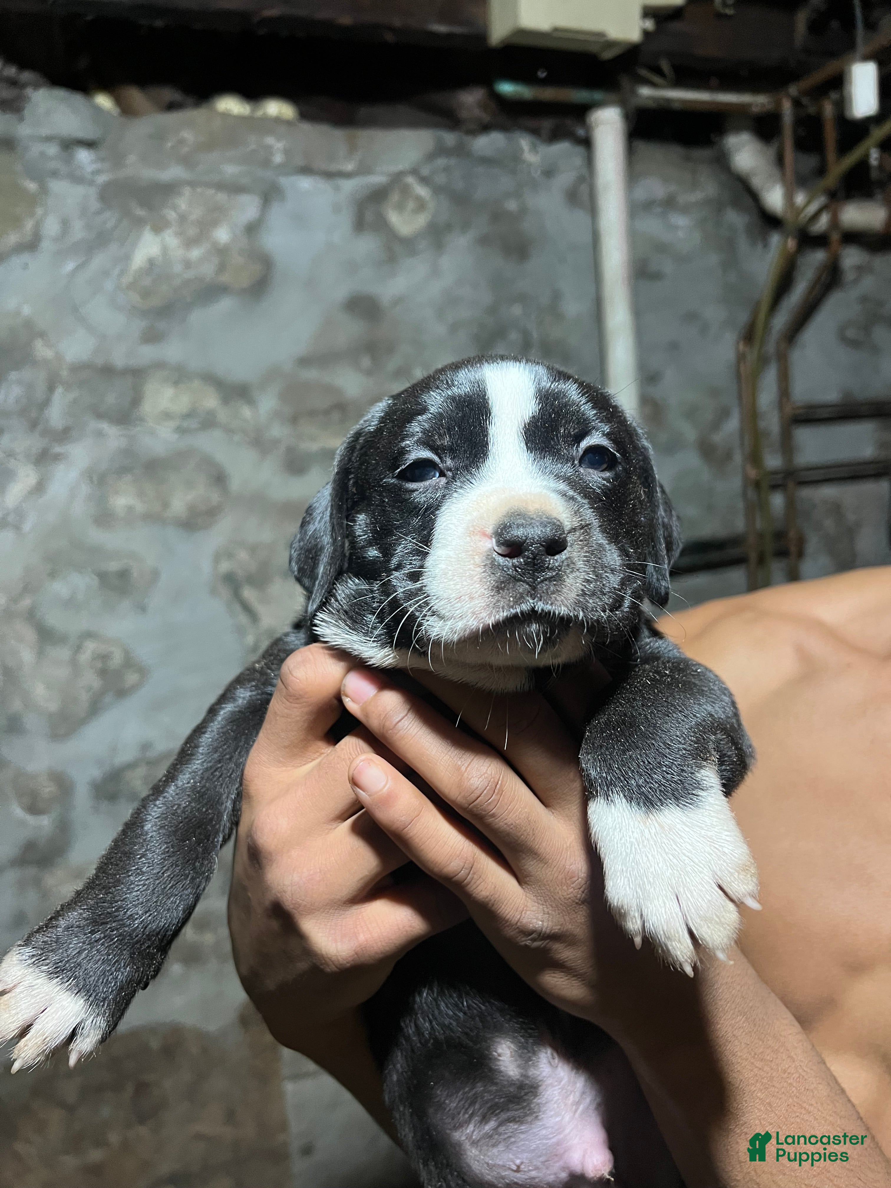 American Pit Bull Terrier dogs gustavo - Ad 23