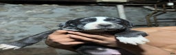 American Pit Bull Terrier dogs for sale: gustavo - Ad 1