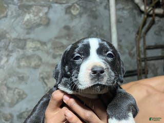 American Pit Bull Terrier dogs gustavo - Ad 42