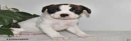 Mixed Breed dogs for sale: Trudy - Ad 4