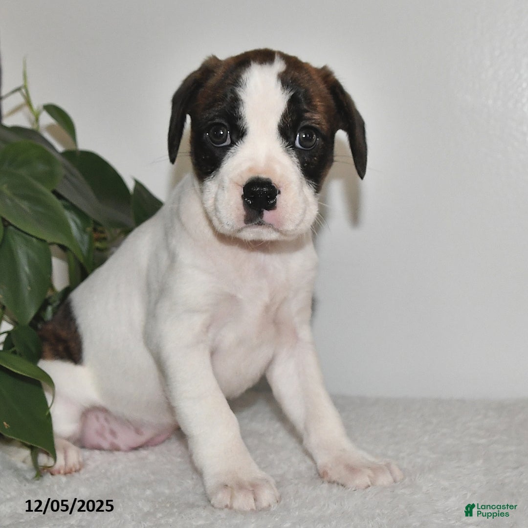 Mixed Breed dogs for sale: Trudy - Ad 4