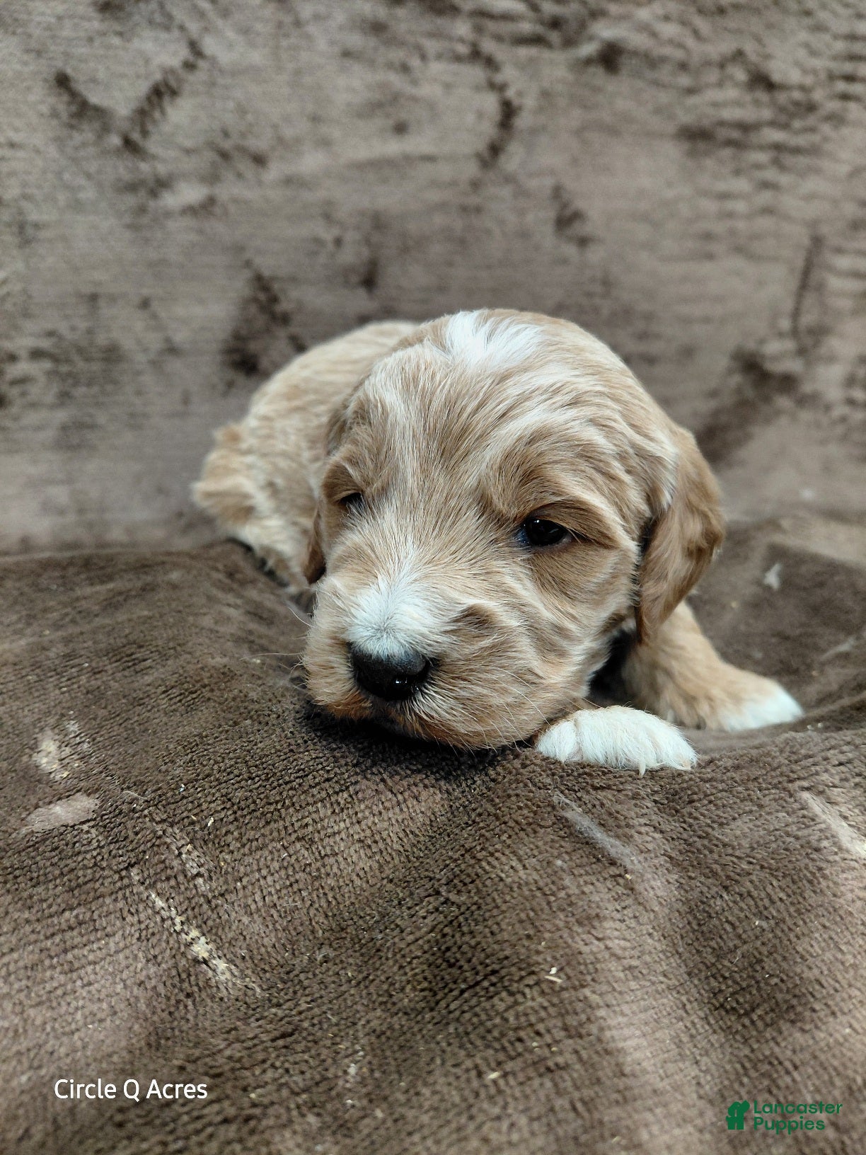 Mini Goldendoodle dogs Cooper - Ad 23