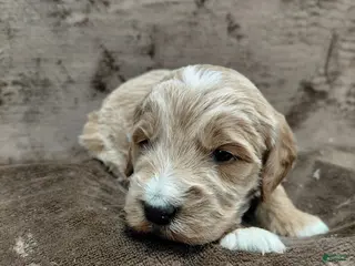 Mini Goldendoodle dogs Cooper - Ad 23