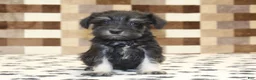 Miniature Schnauzer dogs for sale: Piper - Ad 2