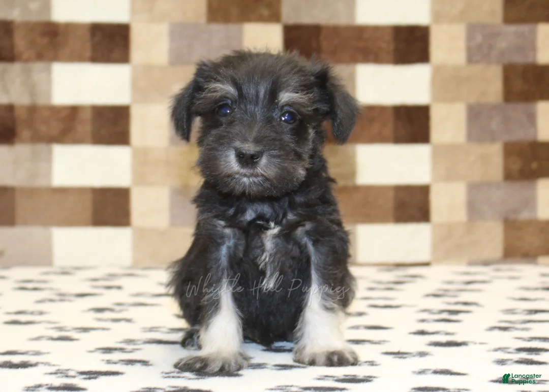 Miniature Schnauzer dogs for sale: Piper - Ad 2