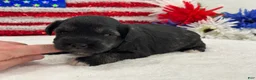 Miniature Schnauzer dogs for sale: Marsha Male 5 - Ad 2
