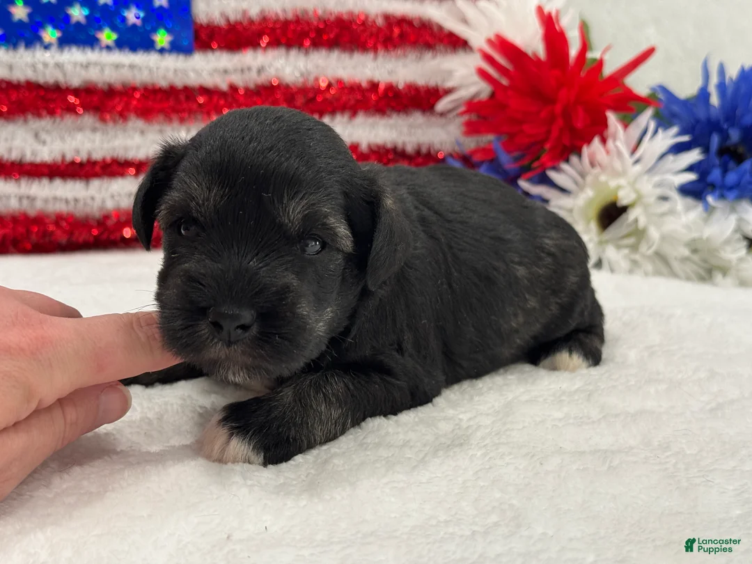 Miniature Schnauzer dogs for sale: Marsha Male 5 - Ad 2