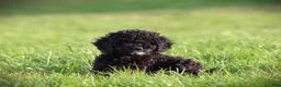 Cockapoo dogs for sale: Zorro - Ad 3