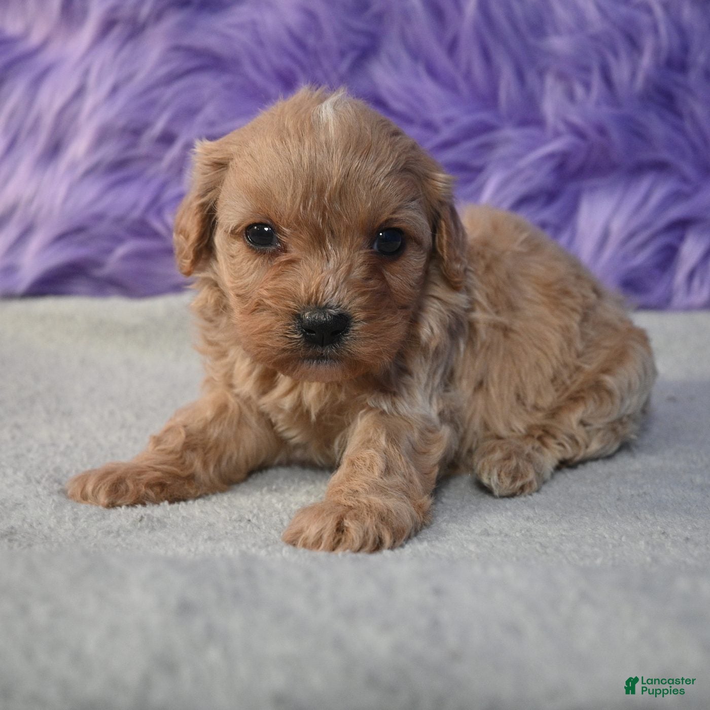 Cavapoo dogs for sale: Cavapoo 5 - Ad 1