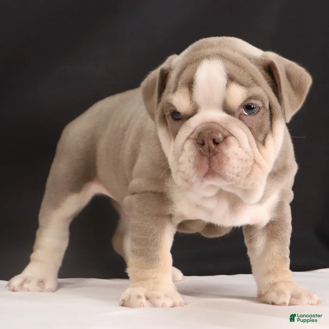 English Bulldog dogs for sale:  Titus - Ad 8