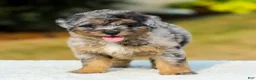 Mini Aussiedoodle dogs for sale: Fido - Ad 3