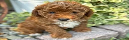 Toy Poodle dogs for sale: Tommy - Ad 12