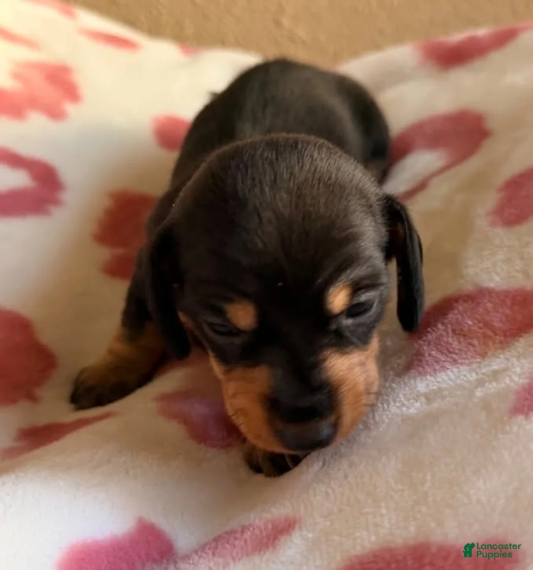 Miniature Dachshund dogs for sale: Betty - Ad 1