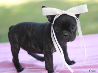 French Bulldog dogs - Ad 33