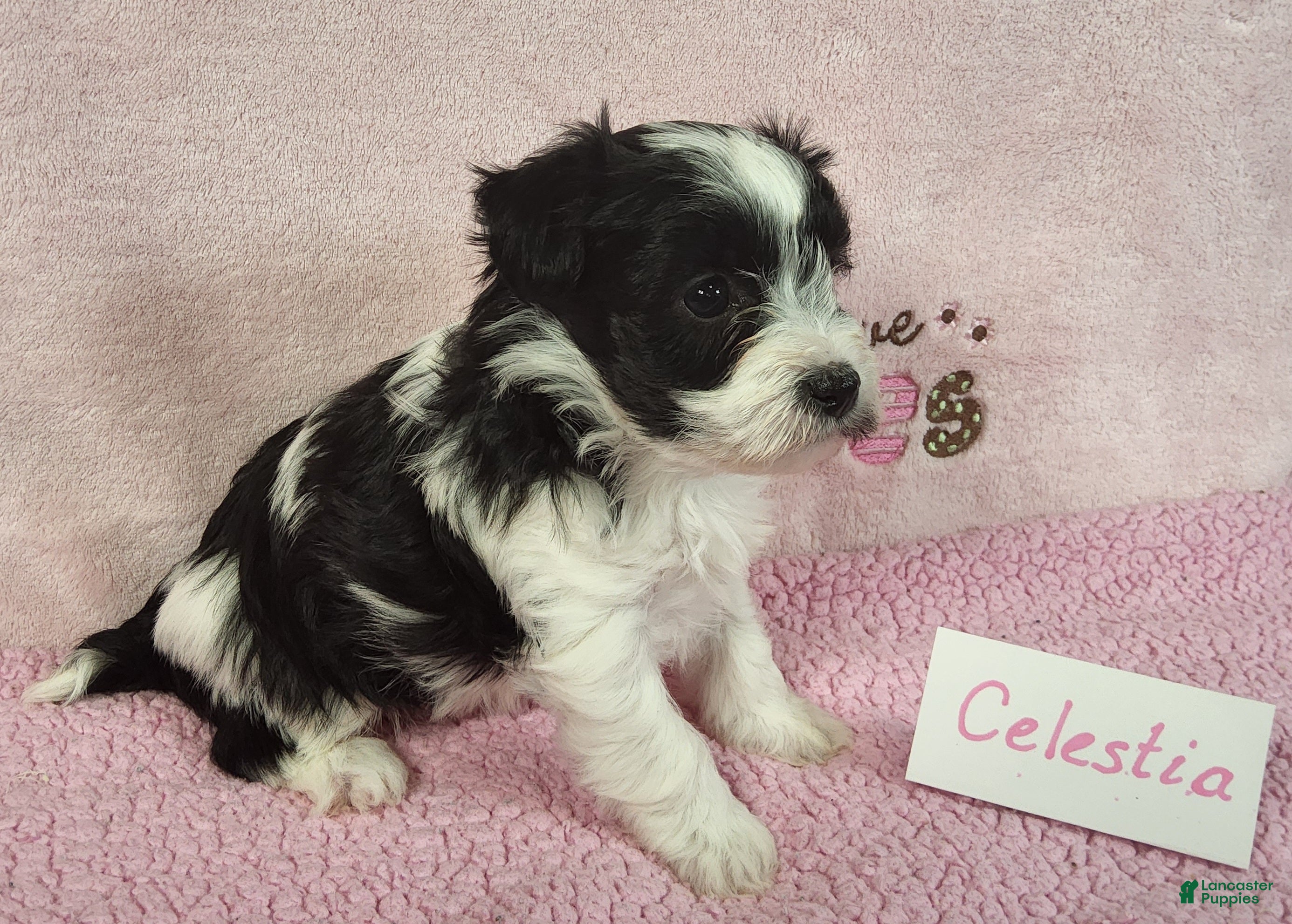 Yorkiepoo dogs Celestia Joy - Ad 38