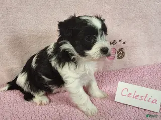 Yorkiepoo dogs Celestia Joy - Ad 38