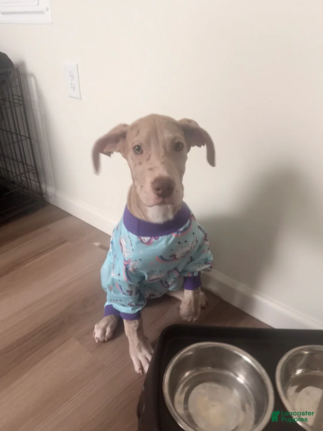 Great Dane dogs for sale: Willow - Ad 1