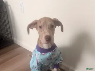 Great Dane dogs Willow - Ad 42