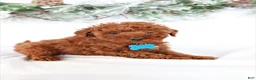 Miniature Poodle dogs for sale: Duke - Ad 6