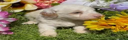 Mini Goldendoodle dogs for sale: Lupin - Ad 3