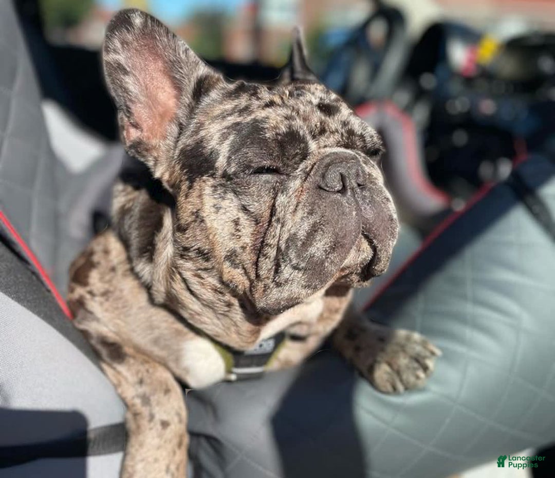 Gallery Image {{count}}