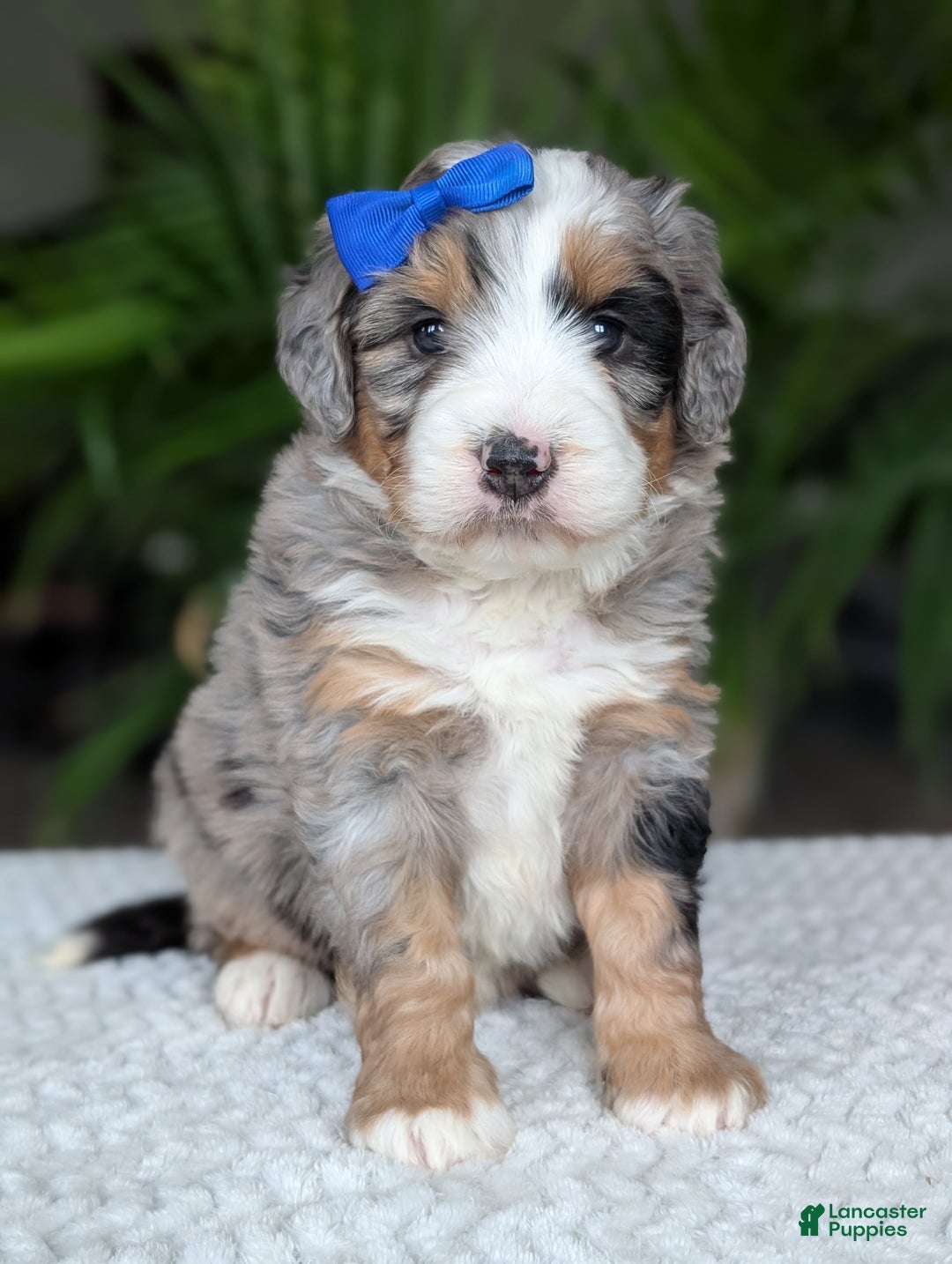 Mini Bernedoodle dogs for sale: Mini Louie  - Ad 7
