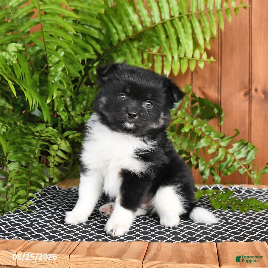 Mixed Breed dogs Pearl - Ad 1