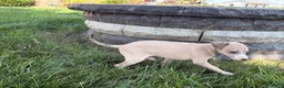 Italian Greyhound dogs for sale: Italian Greyhound female 1 fawn and white  - Ad 6
