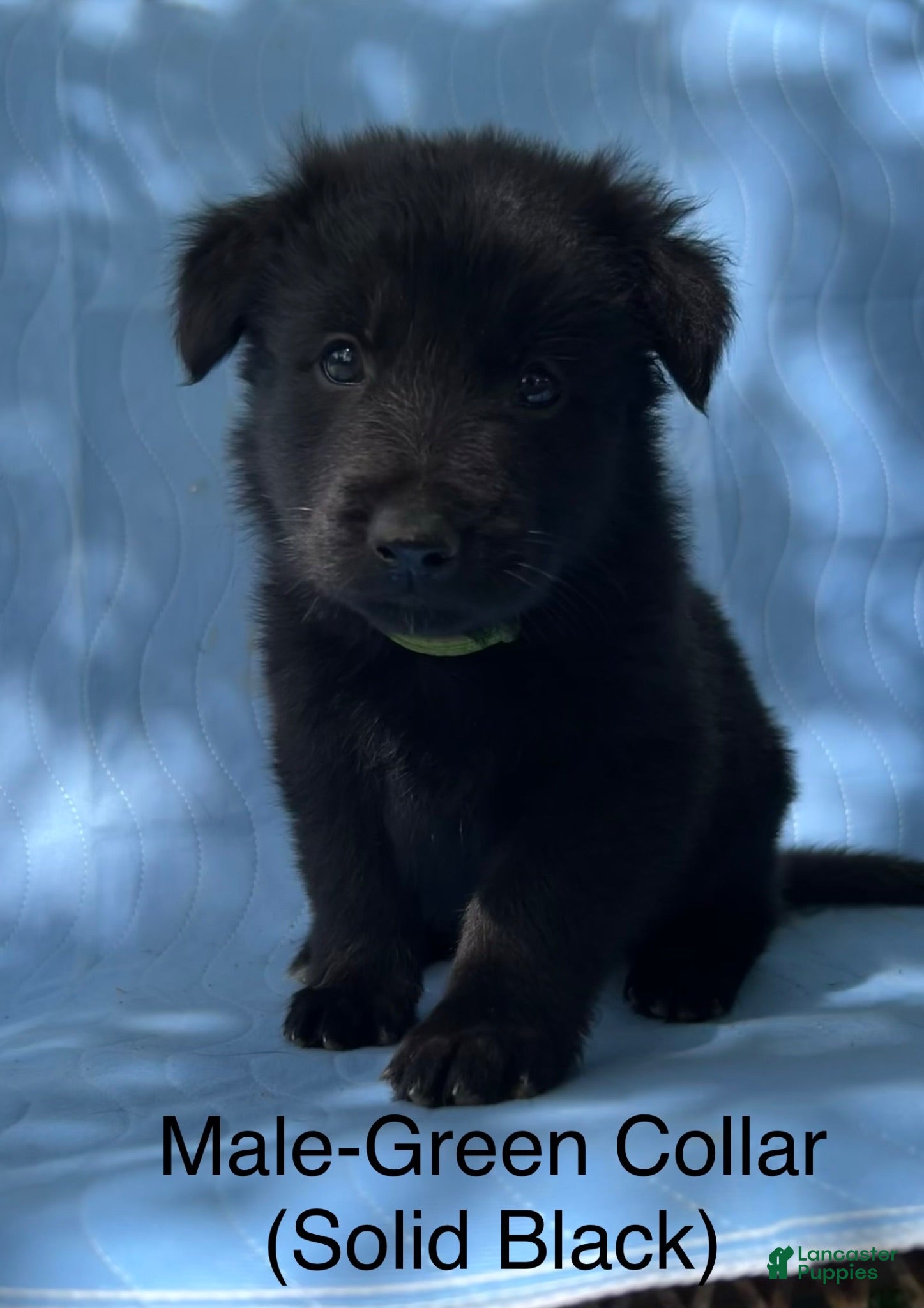 German Shepherd dogs German Shepherd Puppy 3 - Ad 38
