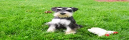 Miniature Schnauzer dogs for sale: Azriel  - Ad 9