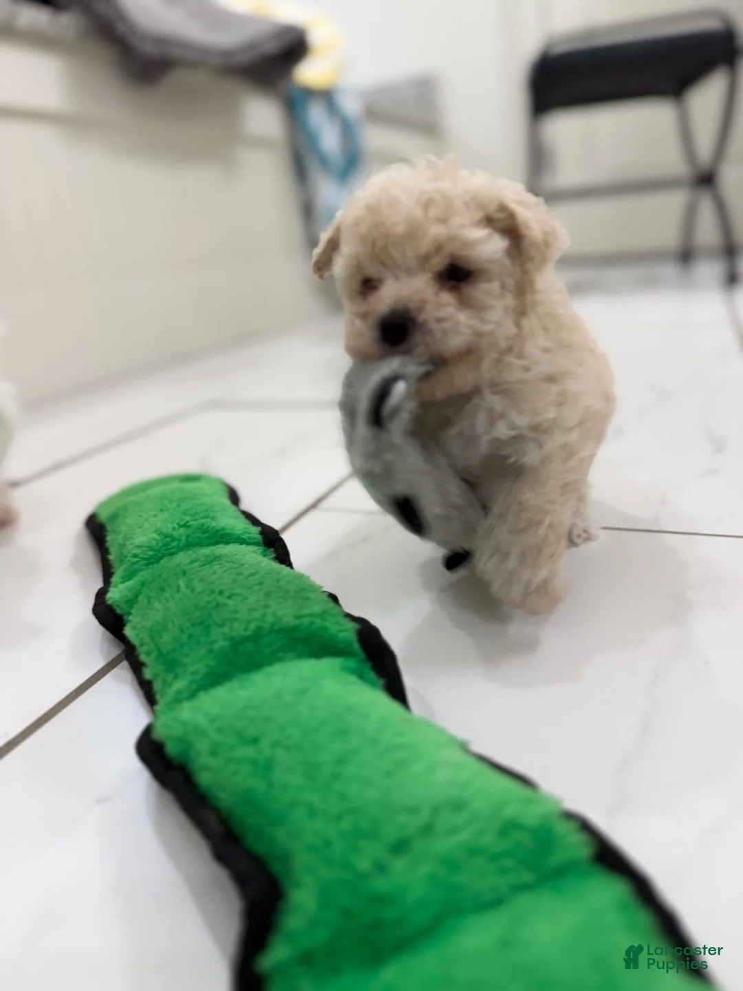 Maltipoo dogs for sale: Maltipoo 1 - Ad 2