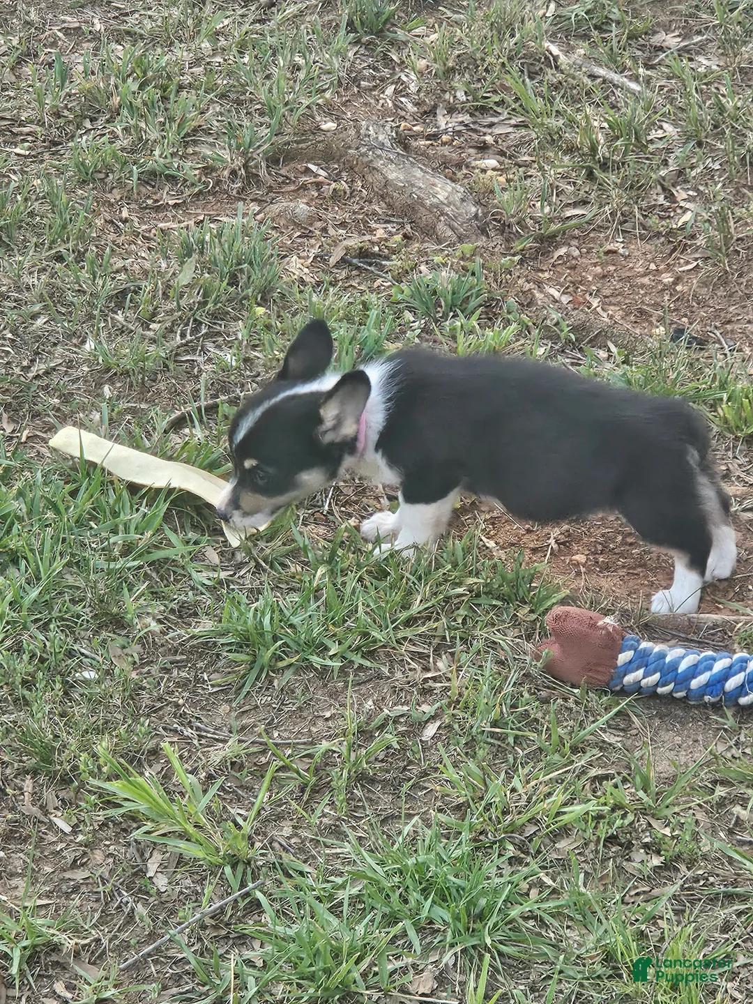 Welsh Corgi Pembroke dogs for sale: Yellow Female - Ad 1