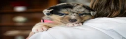 Mixed Breed dogs for sale: Angel - Ad 5