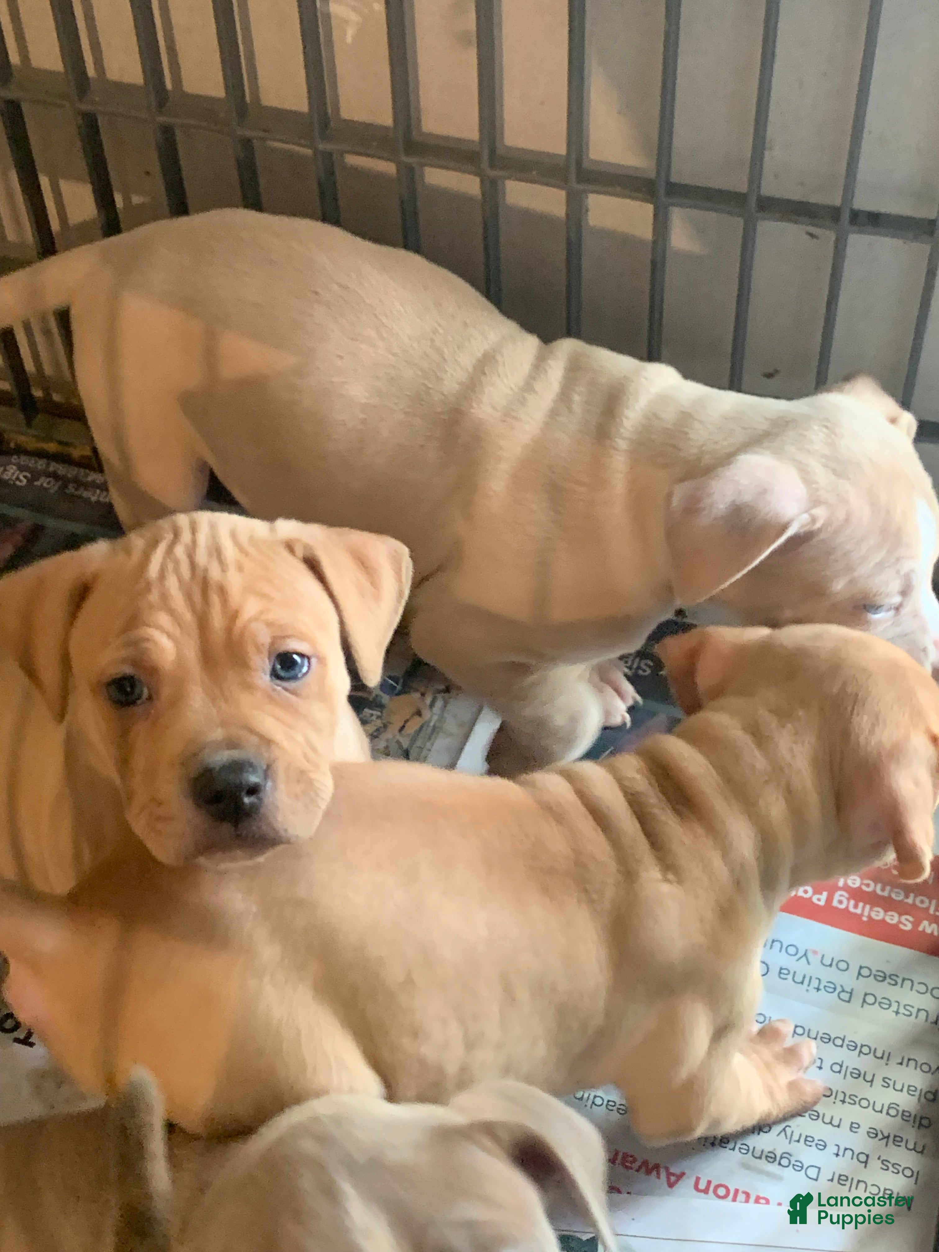 American Pit Bull Terrier dogs American Pit Bull Terrier Puppy 1 - Ad 34