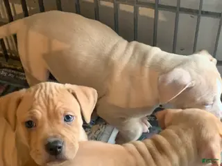 American Pit Bull Terrier dogs American Pit Bull Terrier Puppy 1 - Ad 34