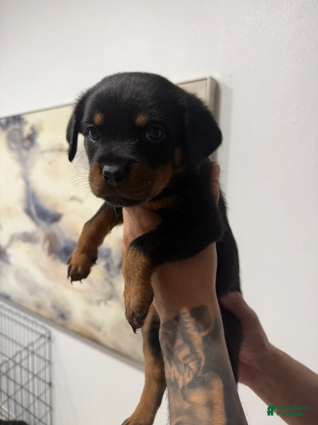 Rottweiler dogs for sale: Rottweiler light pink  - Ad 2
