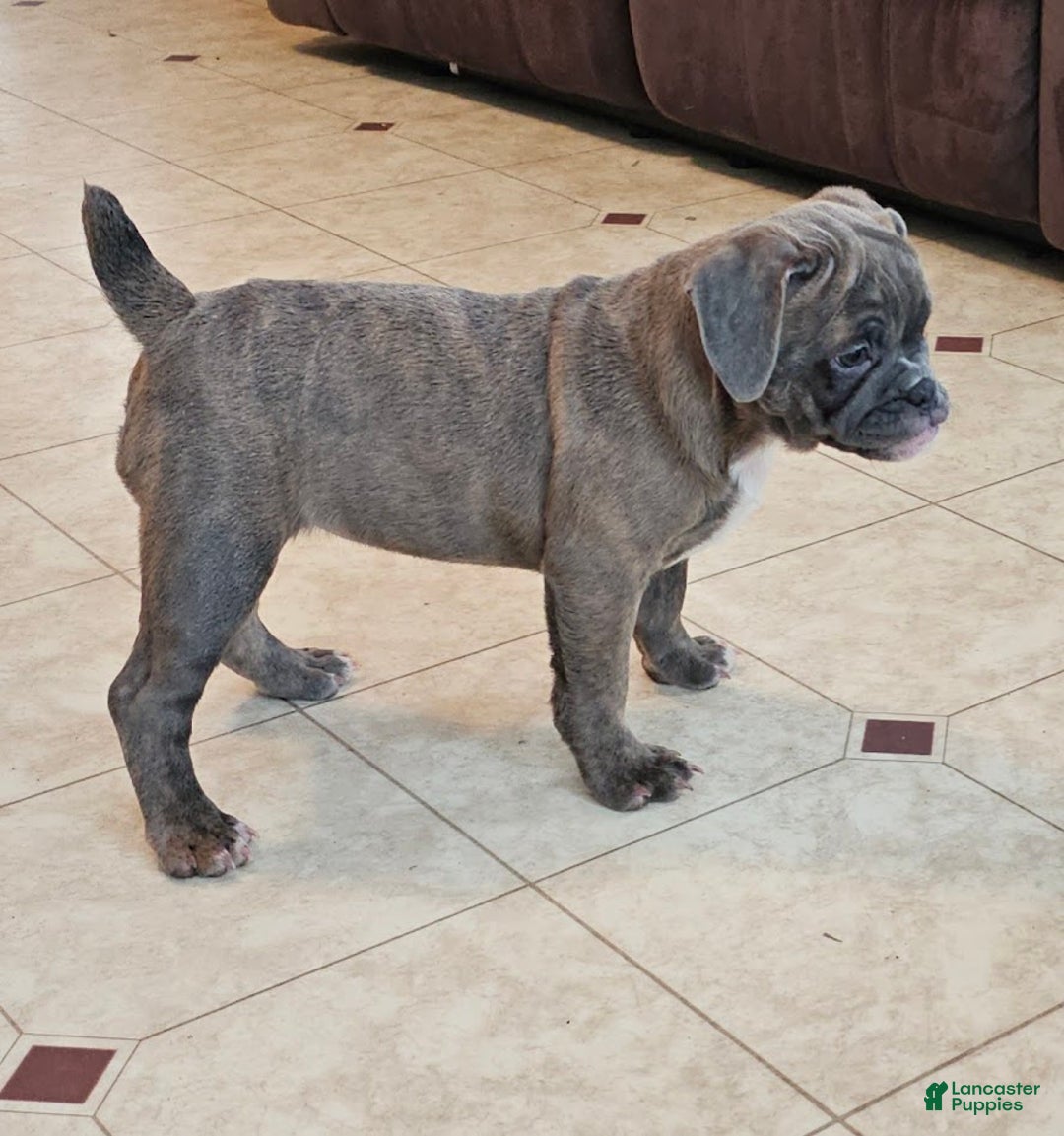 Mixed Breed dogs for sale: Blue Twist - Ad 5