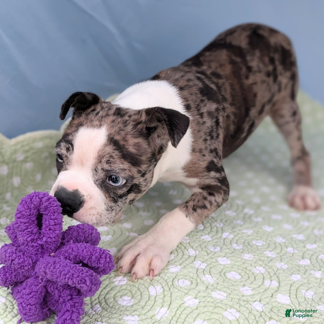 Boston Terrier dogs for sale: Merlin - Ad 8