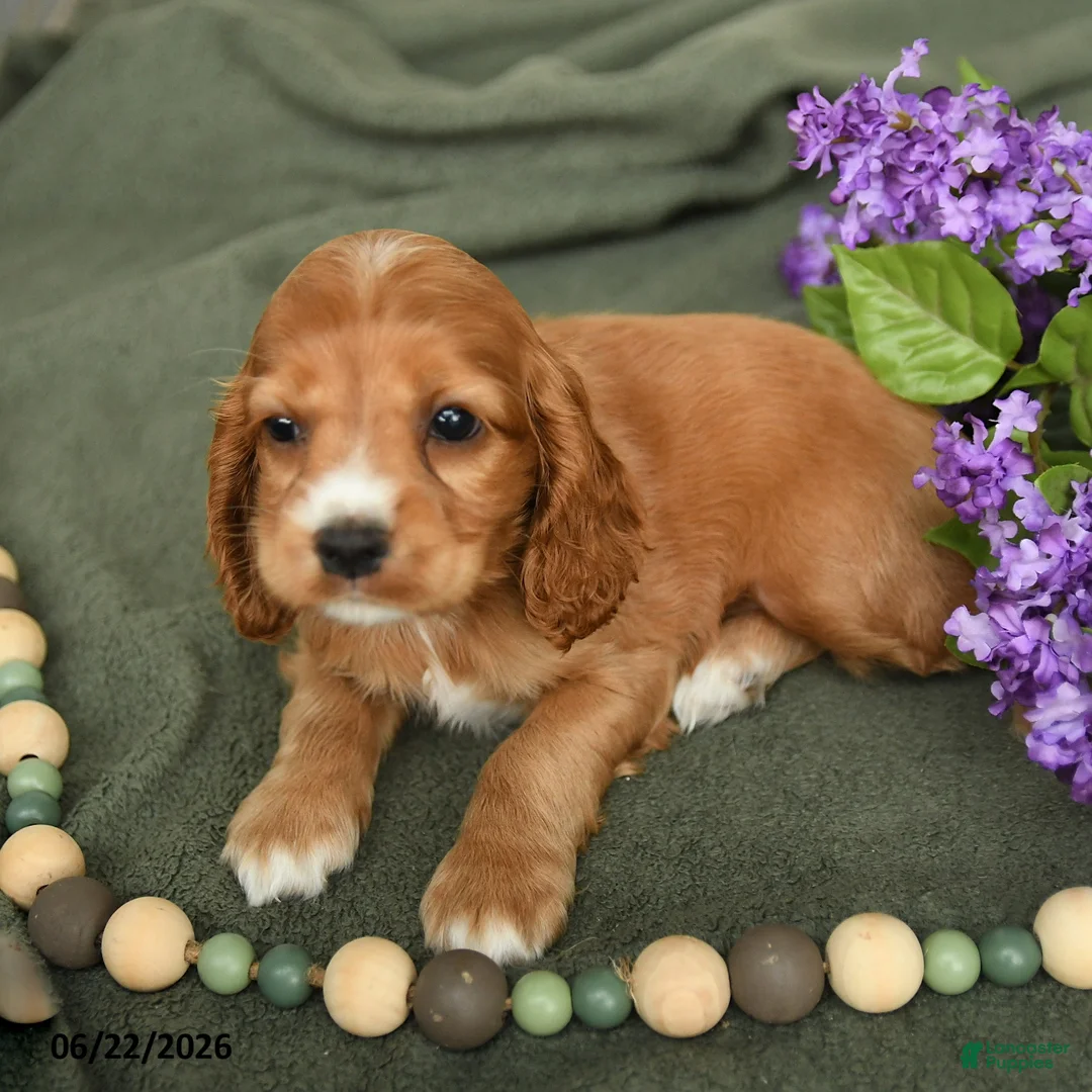 English Cocker Spaniel dogs for sale: Breezy - Ad 2
