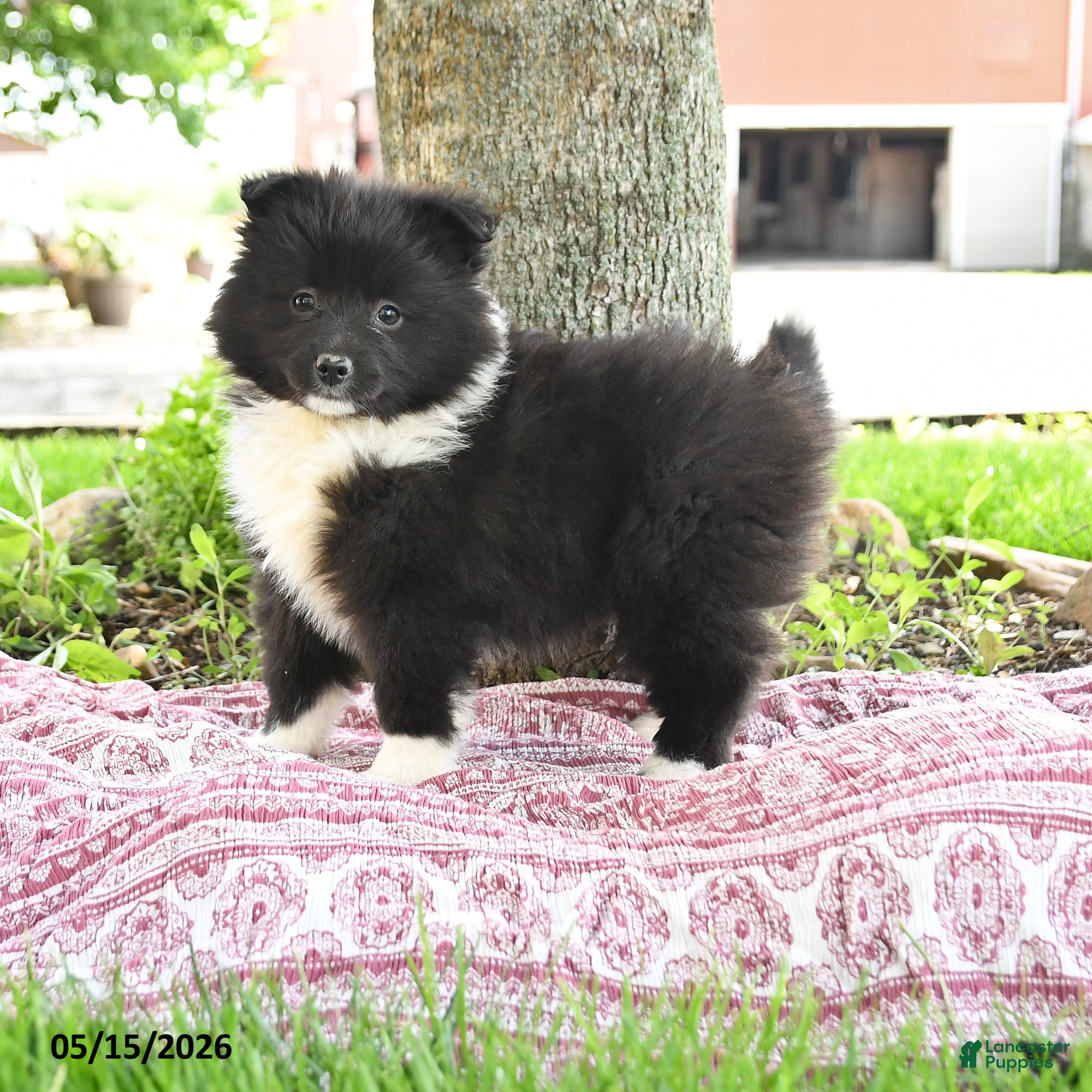 Pomsky dogs Gracie - Ad 1