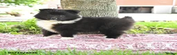Pomsky dogs for sale: Gracie - Ad 1