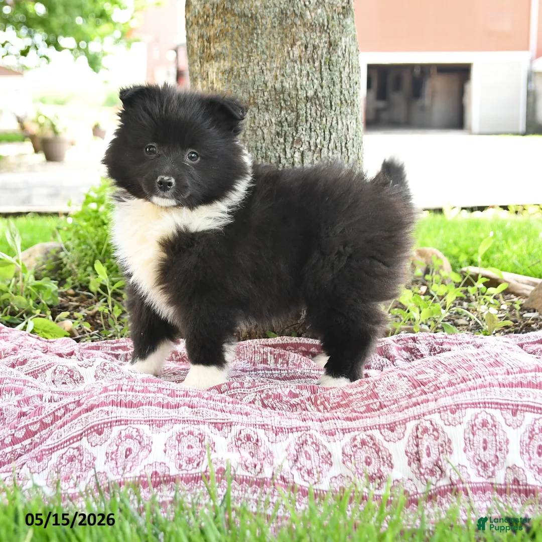 Pomsky dogs for sale: Gracie - Ad 1