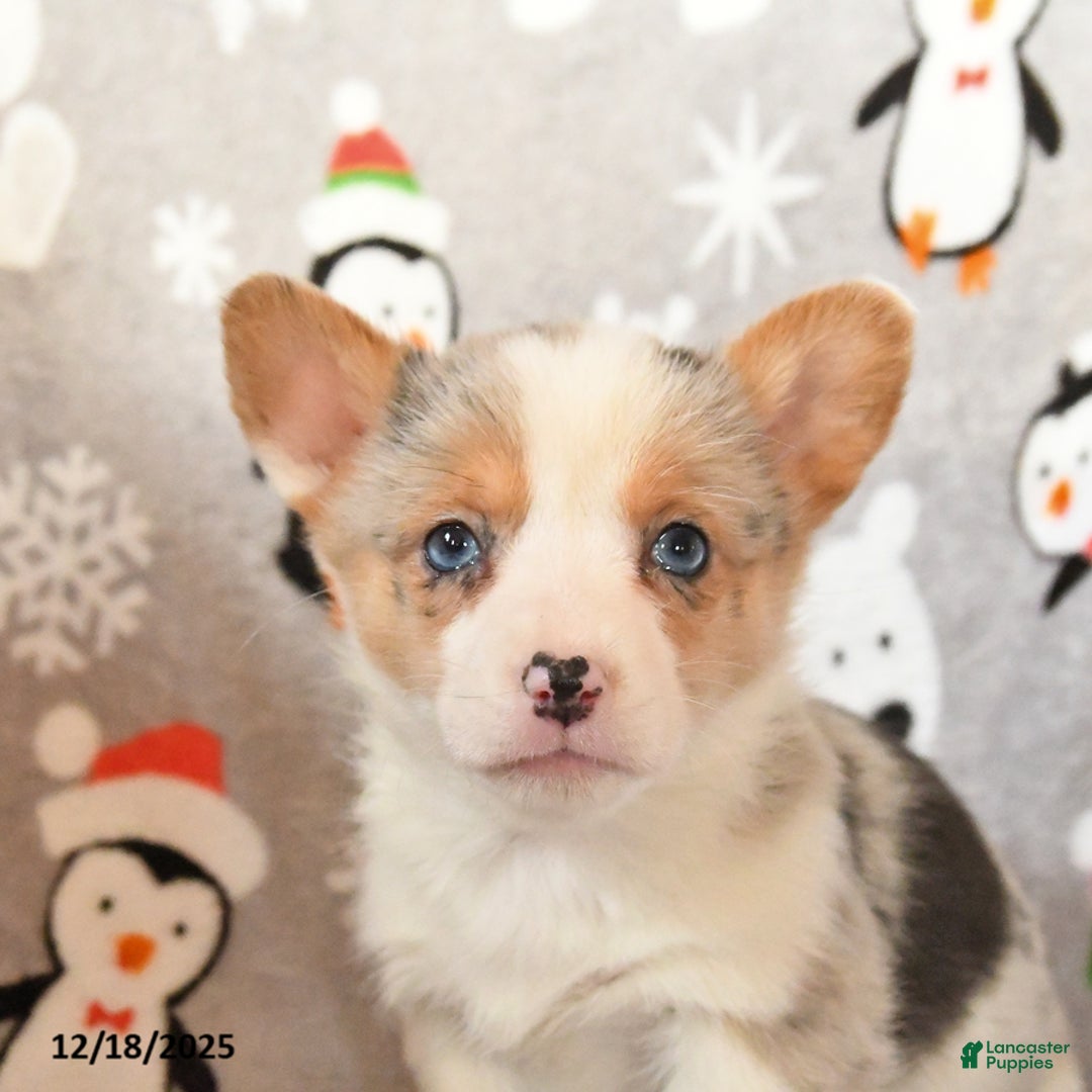 Welsh Corgi Pembroke dogs for sale: Gracie - Ad 3